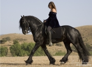 purebred Black Friesian stallion trotting under saddle in Ojai, CA