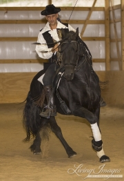 Purebred Friesian stallion being ridden in Spanish costume