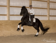 Purebred horse in Castle Rock, CO, black Friesian stallion doing terre a terre