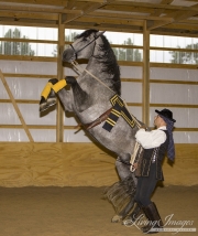 Purebred horse in Castle Rock, CO, grey Andalusian stallion doing levade