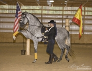 Purebred horse in Castle Rock, CO, grey Andalusian mare with rider in traditional Spanish Attire