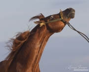 Ojai, Arabian stallion