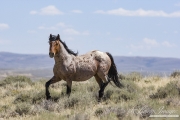 wild horses, mustangs in White Mountain, WY - red roan stallion