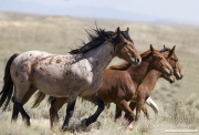 wild horses, mustangs in White Mountain, WY - red roan stallion and mares and foals