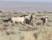 wild horses, mustangs in White Mountain, WY - two buckskin mares and buckskin foal