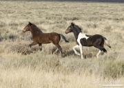 wild horses, mustangs in White Mountain, WY - pinto foal and bay foal trot
