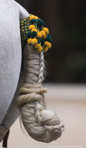 Tail braided for an exhibition in Spain