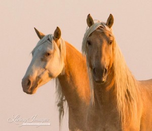 Corona and Cheyenne at Dawn