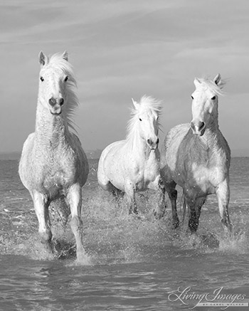 Water Run for Three White Horses