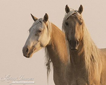Cheyenne and Corona at Dawn