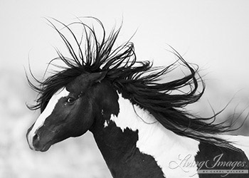 Black and White Stallion