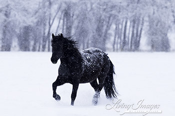 Black Horse in the Falling Snow