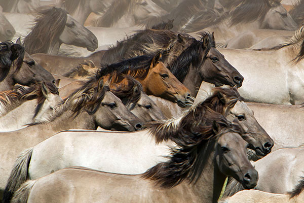  Duelmen Pony Herd in motion