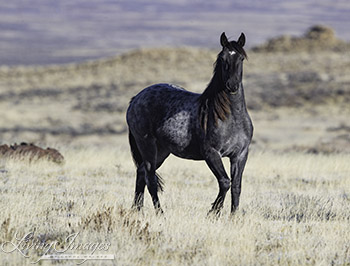 The Blue Roan Mare
